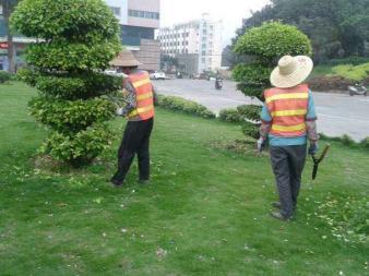 園林綠化施工、養護,草皮銷售及種植,園區、市政等改造工程