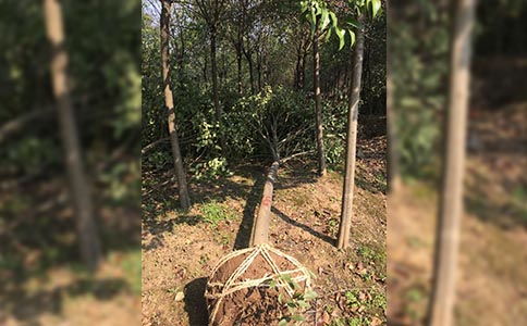 合肥承接園林綠化 專業(yè)施工