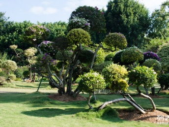 圖 深圳花卉租賃 園林綠化工程 景觀設計 別墅庭院景觀 綠化養護 深圳鮮花綠植