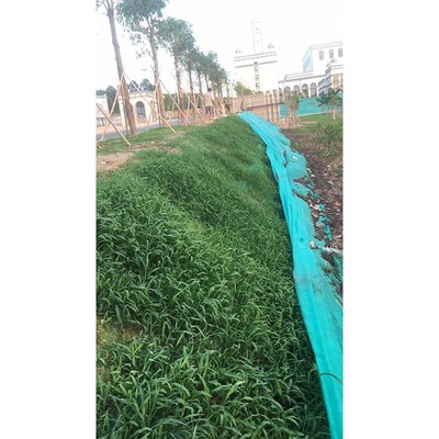 邊坡綠化施工 山坡復(fù)綠 護坡綠化生態(tài)修復(fù) 正和園林工程