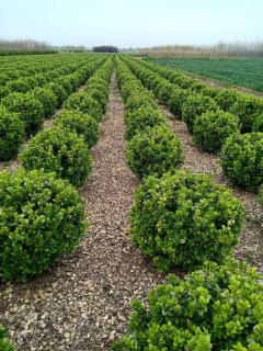 廊架施工、園林養(yǎng)護綠化、承接綠化工程綠化養(yǎng)護庭院設計