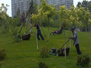 園林綠化,園林綠化生產(chǎn)廠家,園林綠化價(jià)格