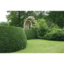 園林綠化專業(yè)施工,園林綠化,懋懋園林工程不錯(cuò)哦