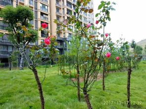 2017.10.18大悟新天地家書