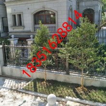  沭陽縣新華園林綠化苗木供應基地 主營 龍柏 灑金柏 紅葉小